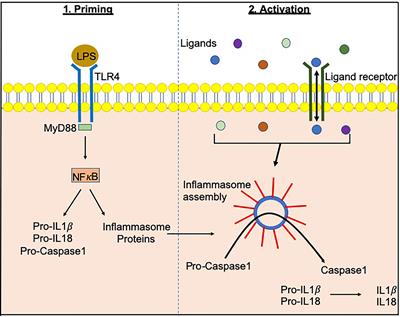 Inflammasomes and Type 1 Diabetes